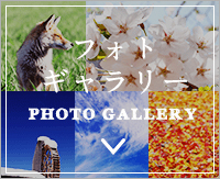 フォトギャラリー